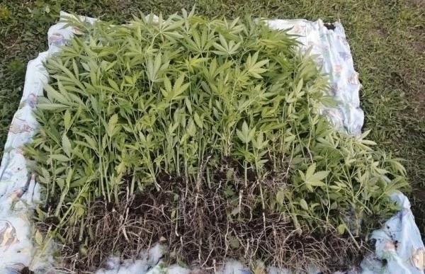 Оперативниками Южноуральска изъято почти 300 кустов каннабиса