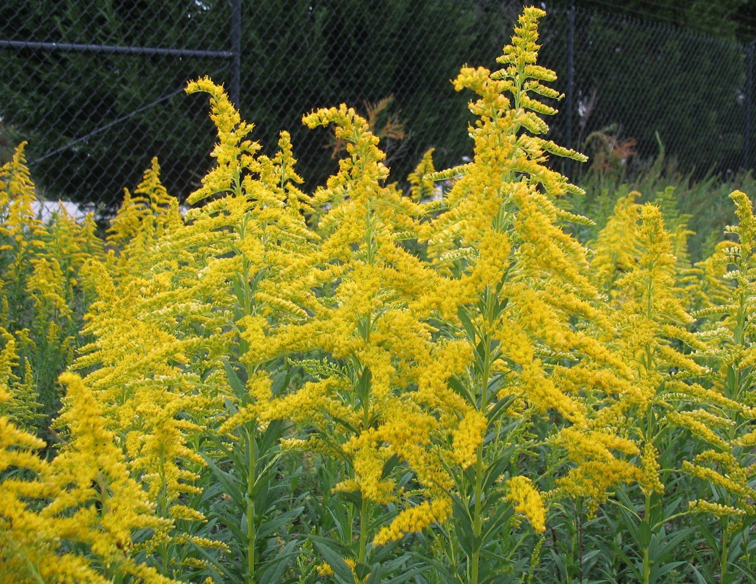 В России началось цветение амброзии - опасного аллергена