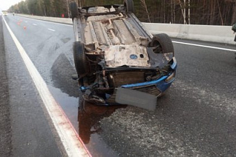 В Челябинской области перевернулись несколько машин из-за дикого лося