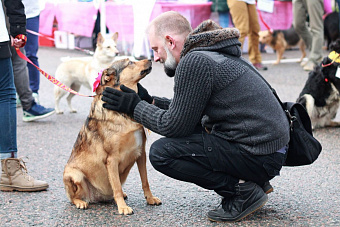 В городском парке Южноуральска пройдёт выставка животных