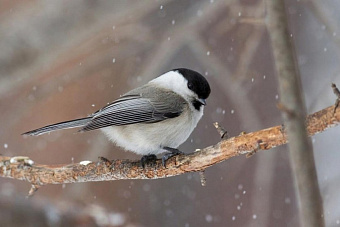 Уроженец Узбекистана пытался незаконно ввезти птиц в Челябинскую область