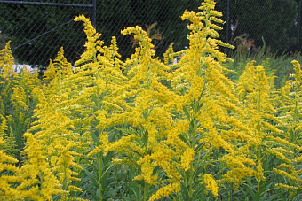 В России началось цветение амброзии - опасного аллергена