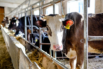 В Увельском районе ввели карантин из-за лейкоза крупного рогатого скота