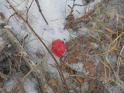 Пара из Южноуральска раскладывала наркотики в лесном массиве