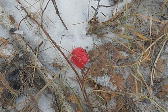 Пара из Южноуральска раскладывала наркотики в лесном массиве