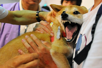 В Южноуральске зарегистрировали второй случай бешенства у животных