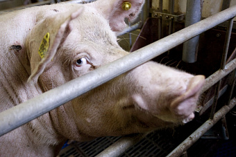 В Увельском районе организованная группа полгода похищала свиней и комбикорм с предприятия