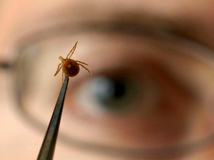 В регионе более 2 тысяч человек пострадали от укуса клещей