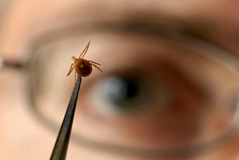 В регионе более 2 тысяч человек пострадали от укуса клещей