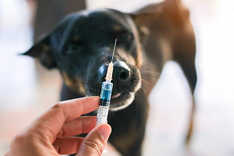 В России начали прививать животных от коронавируса