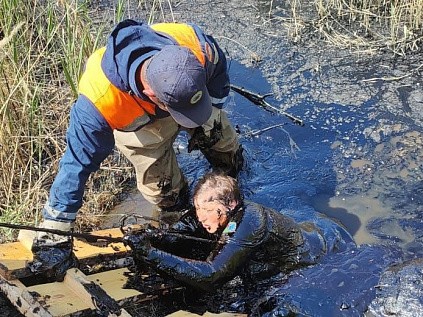 Женщина чуть не погибла, спасая козу