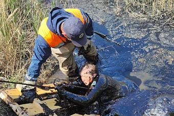 Женщина чуть не погибла, спасая козу