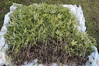 Оперативниками Южноуральска изъято почти 300 кустов каннабиса