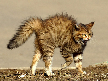 Кошка с бешенством напала на своего владельца